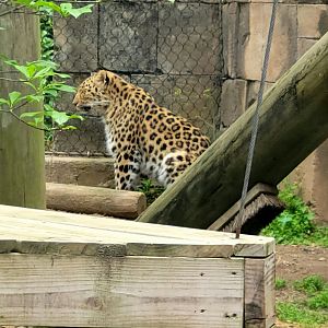 Amur Leopard-Greenville Zoo-April 2025
