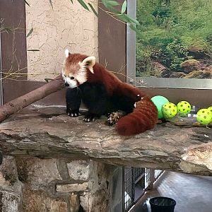 Red Panda-Greenville Zoo-April 2025