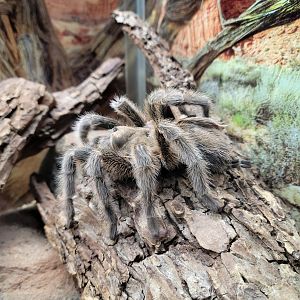 Chilean Rose Tarantula Greenville Zoo-April 2025