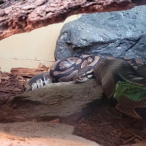 Ball Python-Greenville Zoo-April 2025