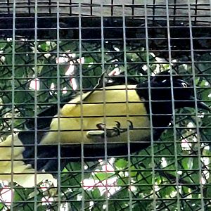 Plush-Crested Jay-Greenville Zoo-April 2025
