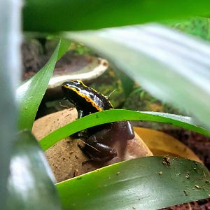 Golfodulcean Poison Dart Frog-Greenville Zoo-April 2025