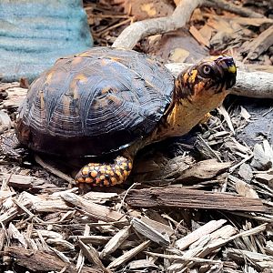 Eastern Box Turtle-Greenville Zoo-April 2025