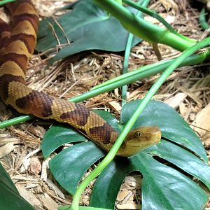 Northern Copperhead-Greenville Zoo-April 2025