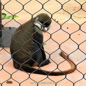 Schmidt's Red-Tailed Guenon-Greenville Zoo April 2025