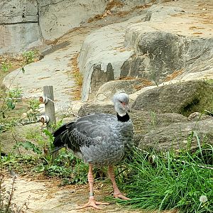 Southern Screamer-Greenville Zoo-April 2025