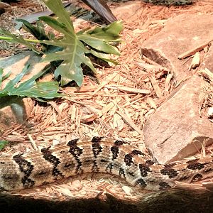 Timber Rattlesnake-Greenville Zoo-April 2025