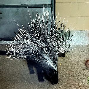 Cape Porcupine-Greenville Zoo-April 2025
