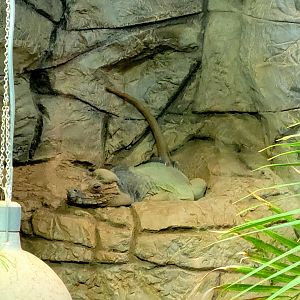 Rhinoceros Iguana-Greenville Zoo-April 2025