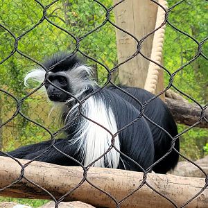 Angolan Colobus Monkey-Greenville Zoo-April 2025