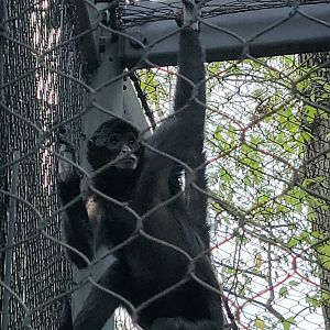 Columbian Black Spider Monkey-Greenville Zoo-April 2025