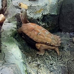 Black-Breasted Leaf Turtle-Greenville Zoo-April 2025