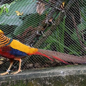 Golden pheasant (Chrysolophus pictus)