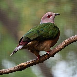 Purple-tailed imperial pigeon (Ducula rufigaster)