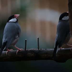 Java sparrow (Lonchura oryzivora)