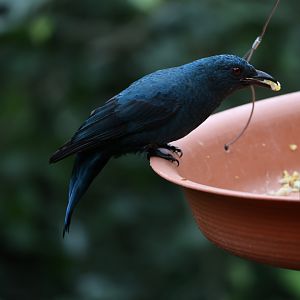 Female Asian fairy-bluebird (Irena puella)