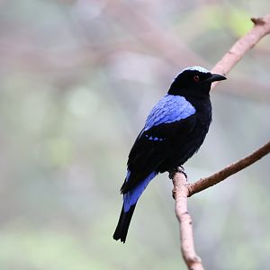 Male Asian fairy-bluebird (Irena puella)