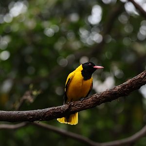 Black-hooded oriole (Oriolus xanthornus)