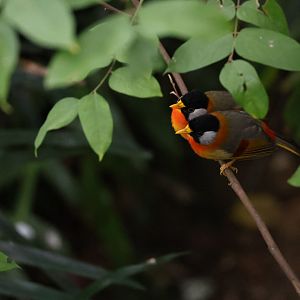 Silver-eared mesia (Leiothrix argentauris)