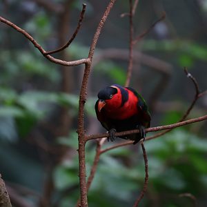 Black-capped lory (Lorius lory)