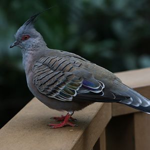 Crested pigeon (Ocyphaps lophotes)