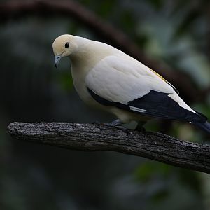 Pied imperial pigeon (Ducula bicolor)