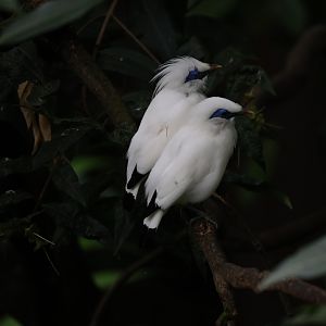 Bali myna (Leucopsar rothschildi)