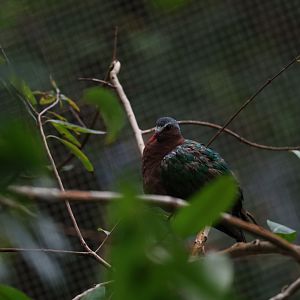 Common emerald dove (Chalcophaps indica)