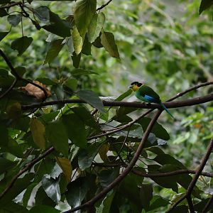 Long-tailed broadbill (Psarisomus dalhousiae)