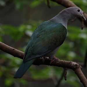 Green imperial pigeon (Ducula aenea)
