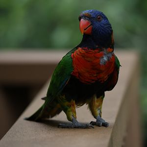 Rainbow lorikeet (Trichoglossus moluccanus)