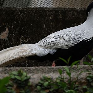Silver pheasant (Lophura nycthemera)