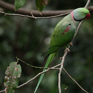 Alexandrine parakeet (Psittacula eupatria)