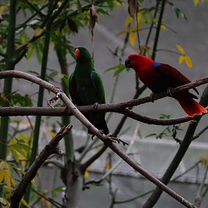 Moluccan eclectus (Eclectus roratus)