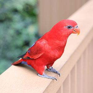 Red lory (Eos bornea)