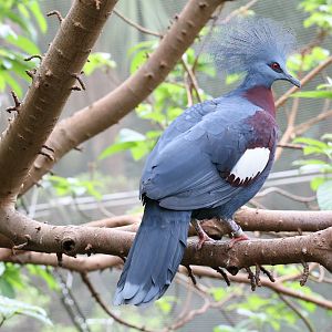 Scheepmaker's crowned pigeon (Goura scheepmakeri)
