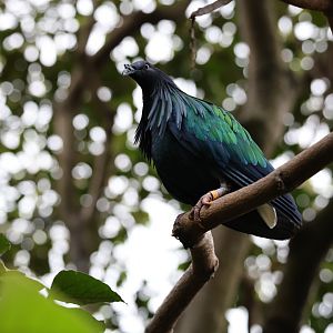 Nicobar pigeon (Caloenas nicobarica)