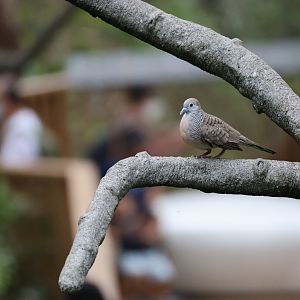 Zebra dove (Geopelia striata)