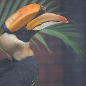 Great hornbill (Buceros bicornis)