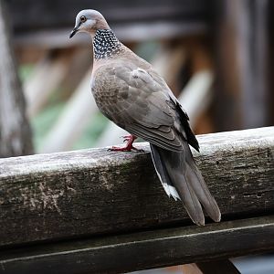 Spotted dove (Spilopelia chinensis)