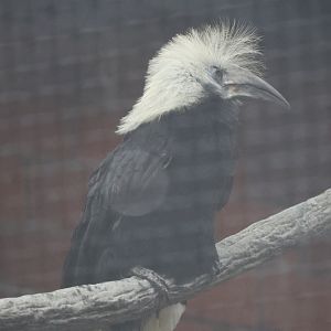 White-crowned hornbill (Berenicornis comatus)