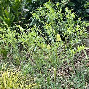 Swan plant (Gomphocarpus physocarpus)
