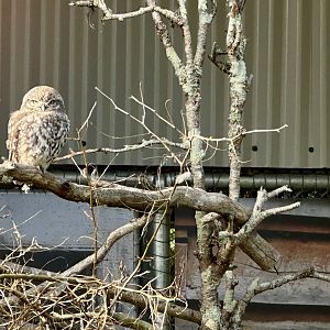 Little owl (Athene noctua)