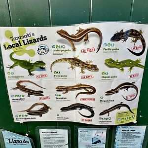 Native Lizard Species (Taranaki Region)