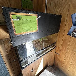 Brown Tree Frog Exhibit