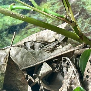 Brown tree frog (Litoria ewingii)