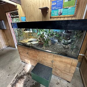 Eastern Blue Tongue Skink Exhibit