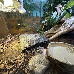 Eastern Blue Tongue Skink Exhibit