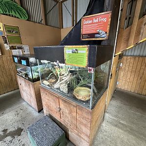 Green and Golden Bell Frog Exhibit