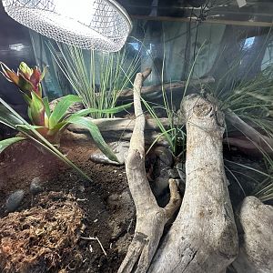 Green and Golden Bell Frog Exhibit